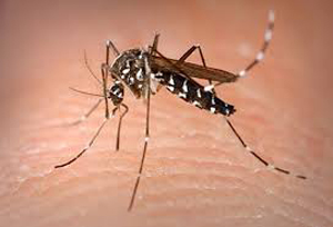 Chikungunya